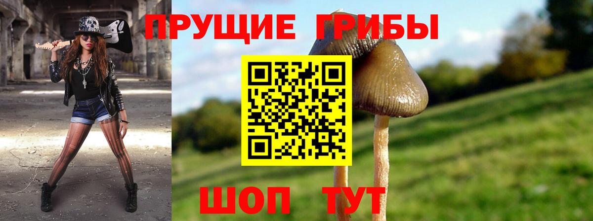 Псилоцибиновые грибы Psilocybe Тверь